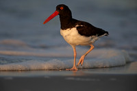 American Oystercatcher