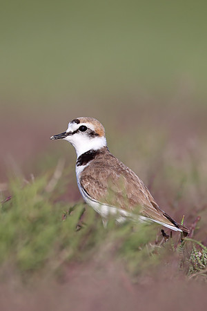 Kentish Plover