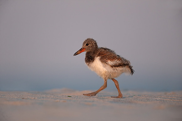 American Oystercatcher