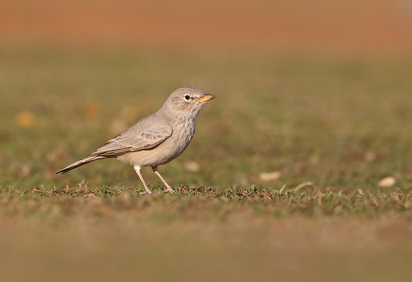 Desert Lark