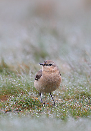 ​Northern Wheatear