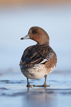 Wigeon