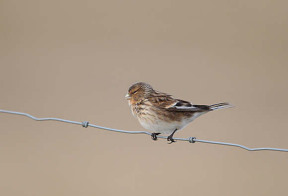 Twite