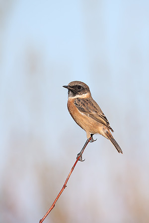 Stonechat