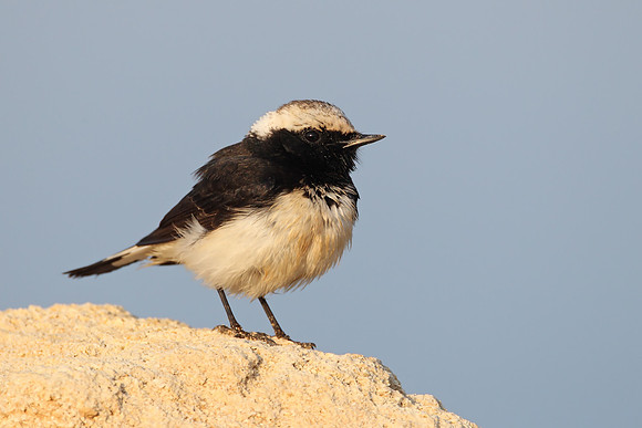 Cyprus Pied Wheatear