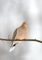 Mourning Dove