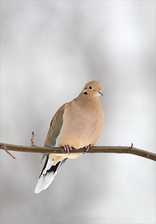 Mourning Dove