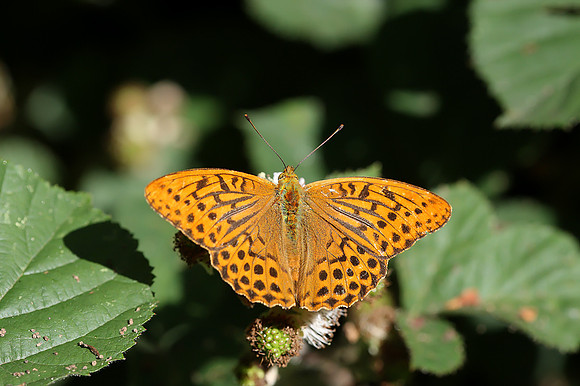 Silver-washed Fritillary