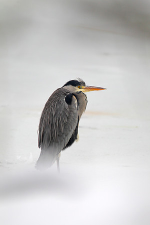 Grey Heron