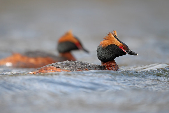 Slavonian Grebe