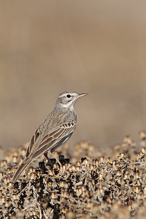 Berthelot's Pipit