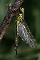 Hairy Dragonfly