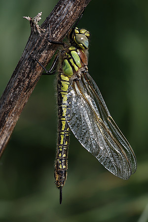 Hairy Dragonfly