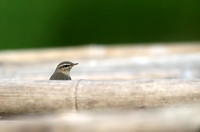 Warblers