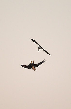 Osprey & Bald Eagle