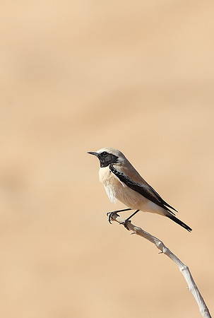 Desert Wheatear