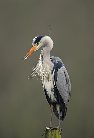 Grey Heron
