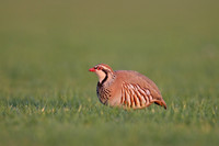 Red-legged Partridge