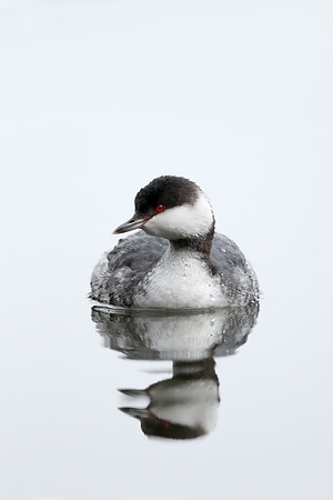Slavonian Grebe