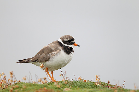 Ringed Plover