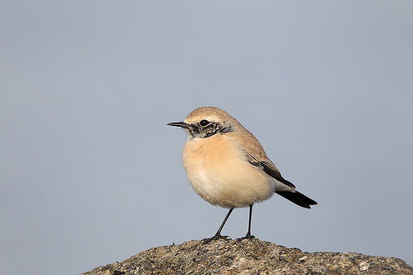 Desert Wheatear