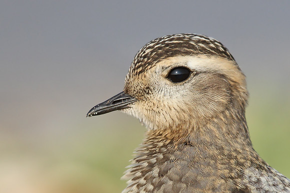 ​Dotterel