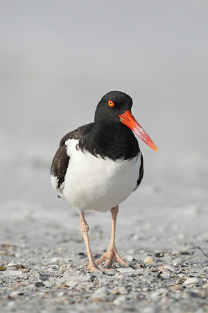 American Oystercatcher