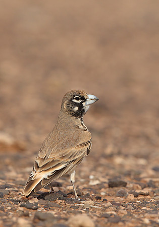 Thick-billed Lark