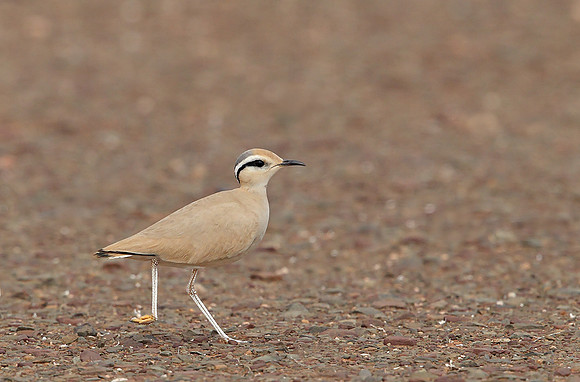 Cream-coloured Courser