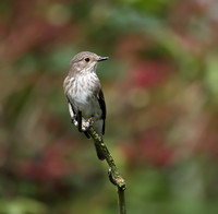 Spotted Flycatcher