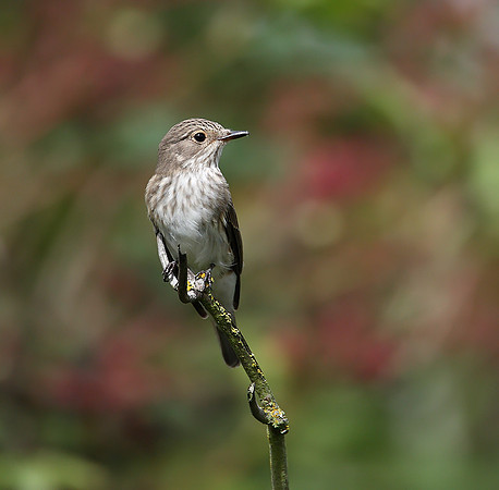 Spotted Flycatcher