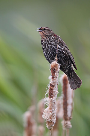 Red-winged Blackbird