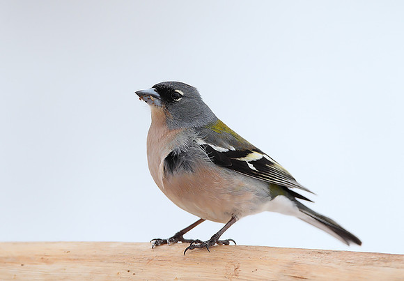 African Chaffinch