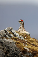 Ptarmigan