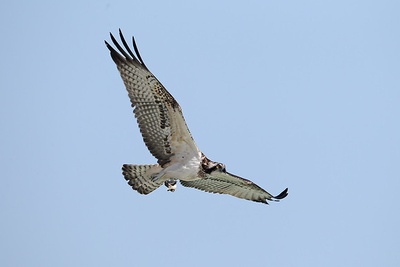 Osprey
