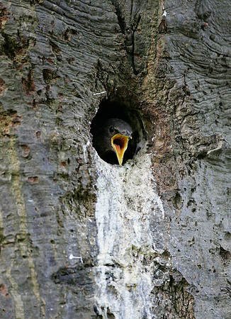 Starling juvenile