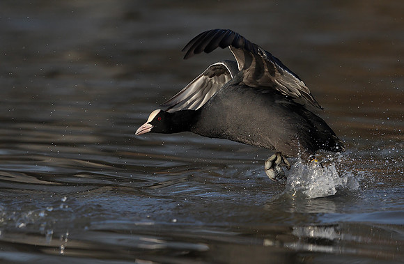 Coot