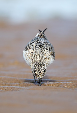 Sanderling