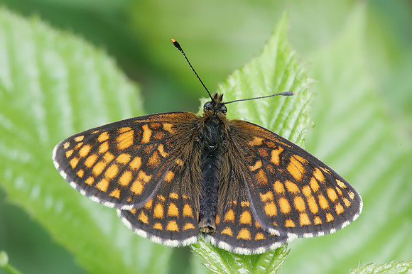 Heath Fritillary