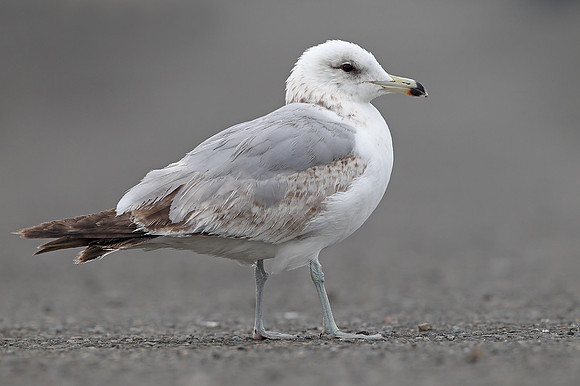 California Gull