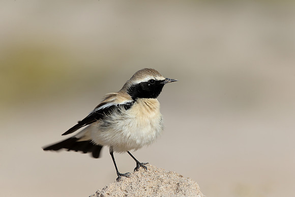 Desert Wheatear