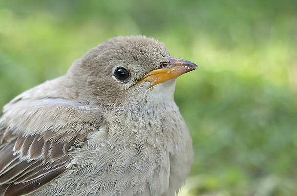 Rose-coloured Starling