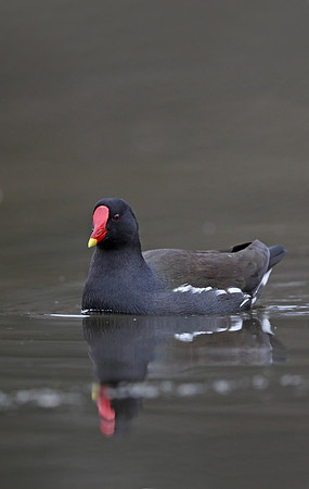 Moorhen