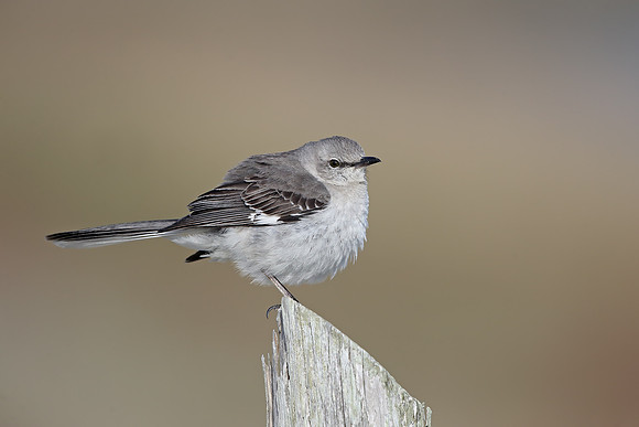 Northern Mockingbird