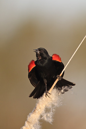 Red-winged Blackbird