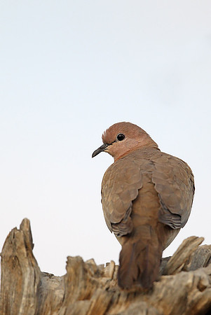 Laughing Dove