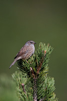 Dunnock
