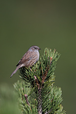 Dunnock