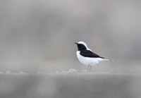 Finsch's Wheatear