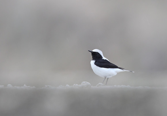 Finsch's Wheatear